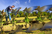 Farmer changing plough shears on plough, Hertfordshire, UK