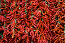 Red chillies (Capsicum sp) drying, Madeira