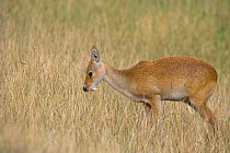 Chinese Water Deer (Hydropotes inermis) male showing tusk (long downward pointing canine tooth), Bedfordshire, UK, introduced to Woburn Park and escaped into the countryside.