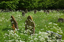 Churchyard conservation area with flowering Cow parsley, Norfolk, UK, spring