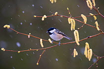 Coal Tit (Periparus ater) perched with catkins in winter, UK