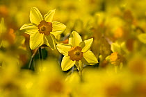 Study of Daffodils (Narcissus sp) grown for the commercial market, Happisburgh, Norfolk, UK, March