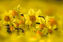Study of Daffodils (Narcissus sp) grown for the commercial market, Happisburgh, Norfolk, UK, March