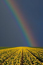 Rainbow over field of Daffodils (Narcissus sp) grown for the commercial market, Happisburgh, Norfolk, UK, March