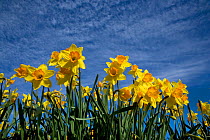 Daffodils (Narcissus sp) grown for the commercial market, Happisburgh, Norfolk, UK, March