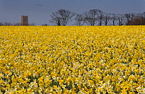 RF- Field of Daffodils (Narcissus sp) grown for the commercial market, Happisburgh, Norfolk, UK, March. (This image may be licensed either as rights managed or royalty free.)
