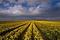 Field of Daffodils (Narcissus sp) grown for the commercial market, Happisburgh, Norfolk, UK, March