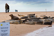 Visitors watch Common seals (Phoca vitulina) and Grey seals (Halichoerus grypus) on Winterton Beach, Norfolk, UK, Winter
