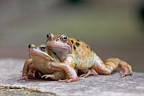 Common frogs (Rana temporaria) pair in amplexus on journey to spawning pond, Norfolk, UK, March