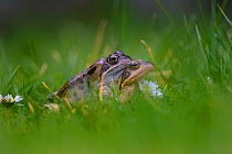 Common frogs (Rana temporaria) pair in amplexus on journey to spawning pond, Norfolk, UK, March