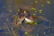 Common frogs (Rana temporaria) in pond, Norfolk, UK, March
