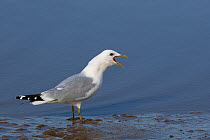 Common gull (Larus canus) calling, UK