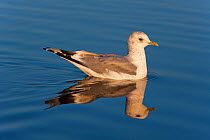 Common gull (Larus canus) on water, Norfolk, UK, winter plumage