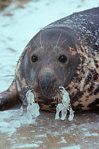 Common seal (Phoca vitulina) with frozen whiskers, UK