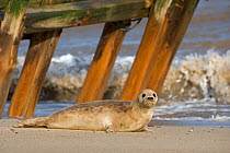 Common seal (Phoca vitulina) on beach under wooden structure, UK