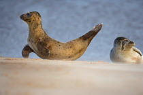 Common seal (Phoca vitulina) on beach, Norfolk, UK