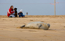 Woman with child and dog watching Common Seal (Phoca vitulina) on beach, Norfolk, UK