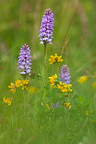 Common spotted orchid (Dactylorhiza fuchsii) and Trefoil (Lotus sp) flowers, UK