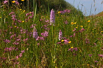 Common Spotted Orchid (Dactylorhiza fuchsii) and Ragged robin (Lychnis sp) flowering, Norfolk, UK, June