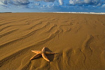 common starfish (Asterias rubens) stranded on sand, Holkham Beach, Norfolk, UK