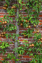 Conference Pear tree (Pyrus communis) growing against wall in garden, UK