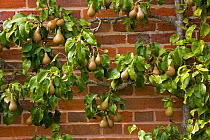 Conference Pear tree (Pyrus communis) growing against wall in garden, UK