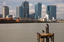 Common cormorant (Phalacrocorax carbo) perched on wooden structure by the River Thames with Canary Wharf in the background, London, UK