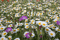 Corn chamomile (Anthemis arvensis) and Corncockle (Agrostema githago) flowering in meadow, UK