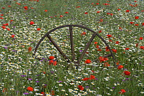 Corn Chamomile (Anthemis arvensis), Corncockle (Agrostema githago) and common Poppy (Papaver rhoeas) flowering in meadow with old metal wheel structure, UK