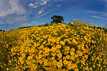 Field of Corn marigolds (Glebionis segetum) in flower, UK