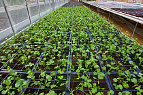 Pots of Coriander (Coriandrum sativum) seedlings in greenhouse at a commercial herb growing garden centre, UK