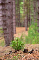 Corsican Pine seedling (Pinus nigra var. maritima) growing amongst pine trees and cones in coastal pine woodlands, Norfolk, UK