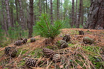 Corsican Pine seedling (Pinus nigra var. maritima) growing amongst pine trees and cones in coastal pine woodland, Norfolk, UK