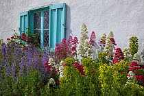 Cottage garden with flowering Valerian, Euphorbia, Roses and Lavander, Norfolk, UK, June