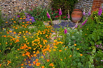 Path through a walled cottage garden in summer with flowering poppies, foxgloves and clematis, Binham, Norfolk, UK