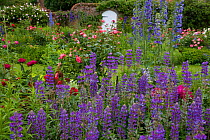 Cottage garden in summer with flowering roses, lupins and paeonies, Norfolk, UK, June