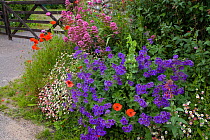 Gateway to a cottage garden in summer with flowering Poppies, Valerian, Cranesbill geranium, Salthouse, Norfolk, UK, June