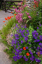 Gateway to a cottage garden in summer with flowering Poppies, Valerian, Cranesbill geranium, Salthouse, Norfolk, UK, June