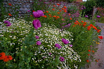 Cottage garden in summer with flowering Poppies, Valerian and Feverfew, Salthouse, Norfolk, UK, June