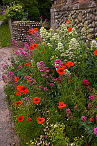 Gateway to a cottage garden in summer with flowering Poppies and Valerian, Salthouse, Norfolk, UK, June