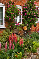 Cottage Garden with Roses and Lupins and bicycle propped against wall, Norfolk, UK, June