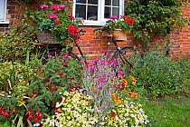 Cottage Garden with Geraniums, Fuschia and Feverfew and bicycle propped against wall, Norfolk, UK, June