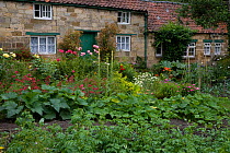 Vegetable garden behind cottage in North Yorkshire National Park, Yorkshire, UK