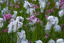 Cotton grass (Eriophorum angustifolium) and Ragged robin flowers, Norfolk, UK