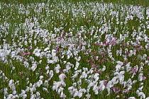 Cotton grass (Eriophorum angustifolium) and Ragged robin flowers, Norfolk, UK