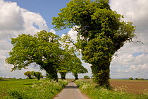 Country lane in Norfolk, UK, May