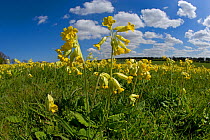 RF- Cowslip flowers (Primula veris) Norfolk, UK, April. (This image may be licensed either as rights managed or royalty free.)