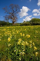 Field of Cowslip flowers (Primula veris) Norfolk, UK, April