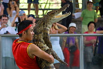 Handler wrestling with a crocodile to entertain tourists at Zoo, Thailand
