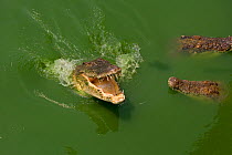 Saltwater crocodiles (Crocodylus porosus) at feeding time at Crocodile Farm, captive, Thailand